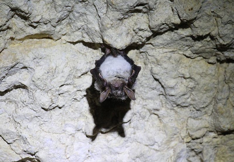 fot. RDOŚ / Nietoperze śpiące w jaskiniach